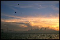 City skyline with sunset clouds and flying seabirds seen from Treasure Island. San Francisco, California, USA (color)
