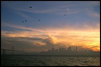 City skyline with sunset clouds and flying seabirds seen from Treasure Island. San Francisco, California, USA