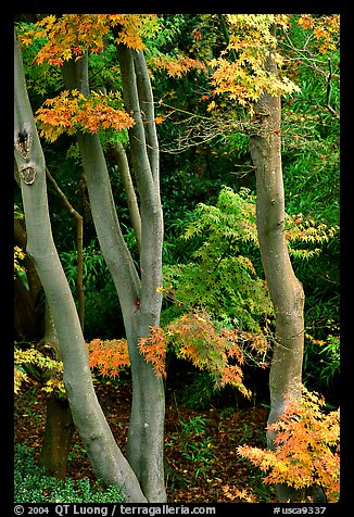 Trees in fall colors, Japanese Garden, Golden Gate Park. San Francisco, California, USA (color)