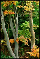 Trees in fall colors, Japanese Garden, Golden Gate Park. San Francisco, California, USA