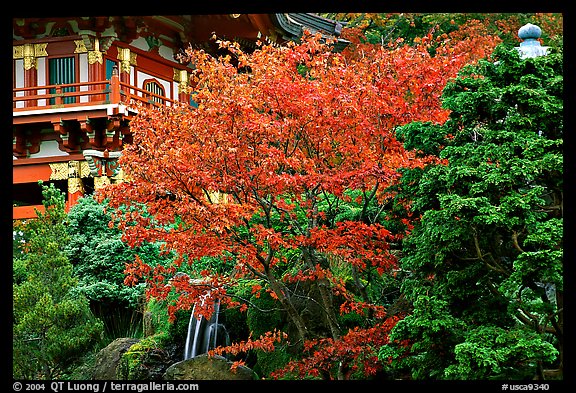 Red maple and pagoda detail, Japanese Garden, Golden Gate Park. San Francisco, California, USA