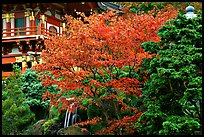 Red maple and pagoda detail, Japanese Garden, Golden Gate Park. San Francisco, California, USA (color)