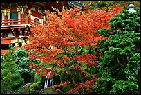 Red maple and pagoda detail, Japanese Garden, Golden Gate Park. San Francisco, California, USA