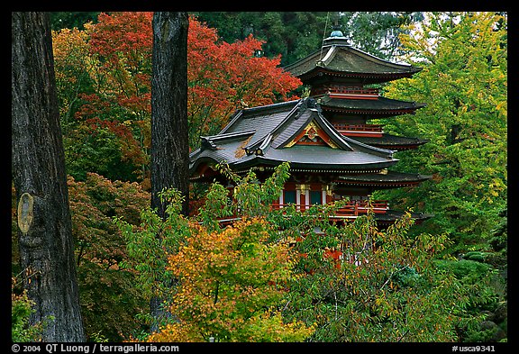 Pagoda amidst trees in fall colors, Japanese Garden, Golden Gate Park. San Francisco, California, USA