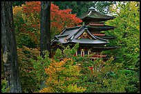 Pagoda amidst trees in fall colors, Japanese Garden, Golden Gate Park. San Francisco, California, USA