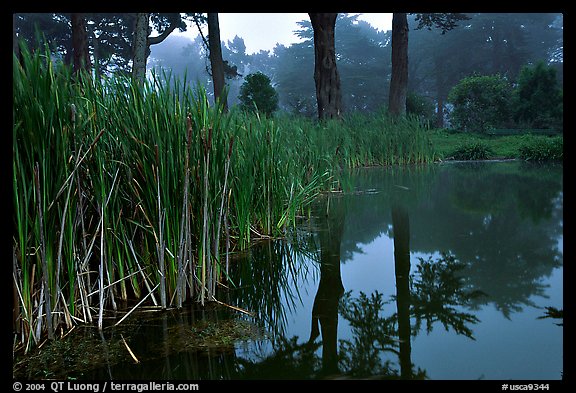 Pond reflections in fog, Golden Gate Park. San Francisco, California, USA