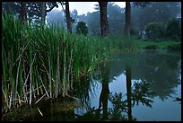 Pond reflections in fog, Golden Gate Park. San Francisco, California, USA (color)