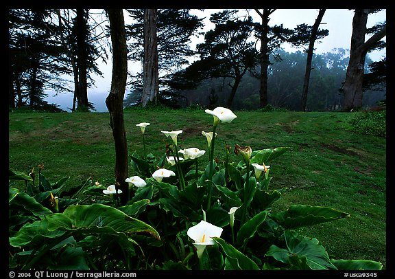 Calla Lily flowers and trees in fog, Golden Gate Park. San Francisco, California, USA (color)