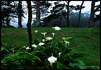 Calla Lily flowers and trees in fog, Golden Gate Park. San Francisco, California, USA (color)