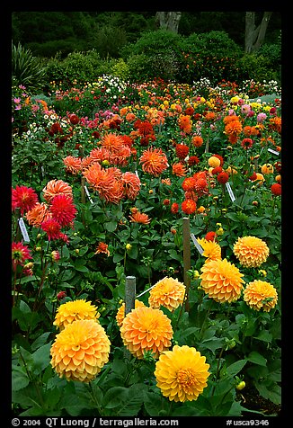 Multicolored dalhia flowers, Golden Gate Park. San Francisco, California, USA