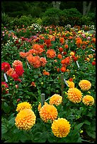Multicolored dalhia flowers, Golden Gate Park. San Francisco, California, USA (color)