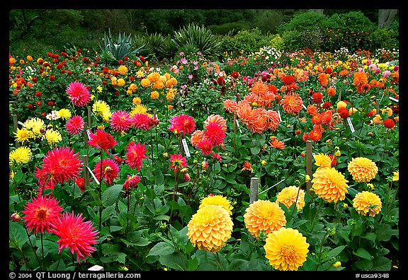 Multicolored dalhia flowers, Golden Gate Park. San Francisco, California, USA