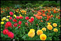 Multicolored dalhia flowers, Golden Gate Park. San Francisco, California, USA (color)
