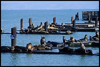 Sea Lions, Fisherman's Wharf. San Francisco, California, USA ( color)