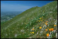 Wildflowers near  the summit of Mission Peak, Mission Peak Regional Park. California, USA (color)