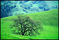 Oak trees and verdant hills in early spring, Sunol Regional Park. California, USA