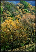 Oak trees with fall colors,  Sunol Regional Park. California, USA (color)
