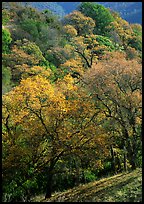 Oak trees with fall colors,  Sunol Regional Park. California, USA