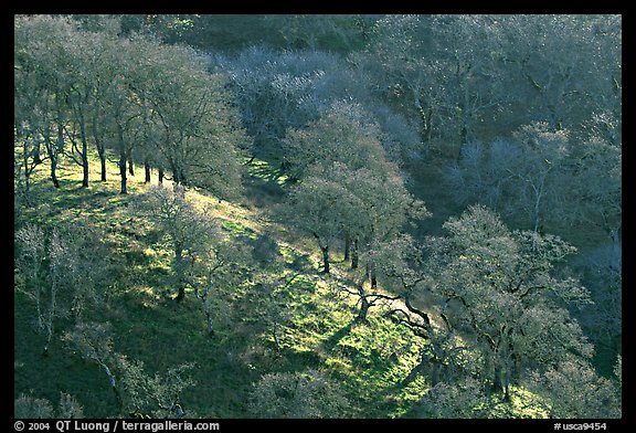 Oak trees on hillside curve, early spring, Joseph Grant County Park. San Jose, California, USA