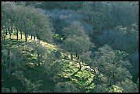 Oak trees on hillside curve, early spring, Joseph Grant County Park. San Jose, California, USA (color)