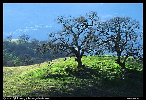 Dendritic branches of Oak trees on hillside curve, early spring, Joseph Grant County Park. San Jose, California, USA (color)