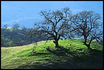 Dendritic branches of Oak trees on hillside curve, early spring, Joseph Grant County Park. San Jose, California, USA