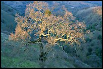 Oak tree with mistletoe at sunset, Joseph Grant County Park. San Jose, California, USA (color)