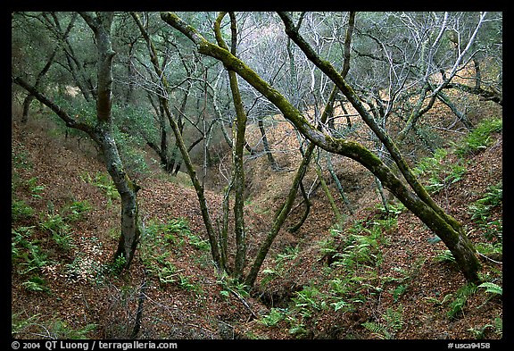 Creek, Sunol Regional Park. California, USA