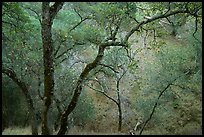 Oak Trees, Sunol Regional Park. California, USA (color)