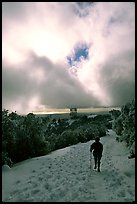 Summit trail after a snow-storm, Mt Diablo State Park. California, USA (color)