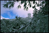 Radar station framed by snow-covered branches, Mt Diablo State Park. California, USA