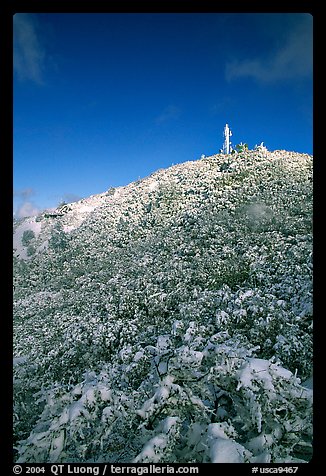 Snow-covered vegetation after a storm, Mt Diablo State Park. California, USA (color)
