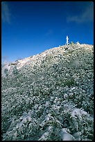 Snow-covered vegetation after a storm, Mt Diablo State Park. California, USA