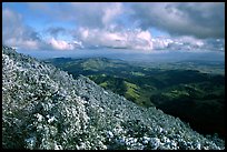 Looking towards green hills from the summit after a snow storm, Mt Diablo State Park. California, USA