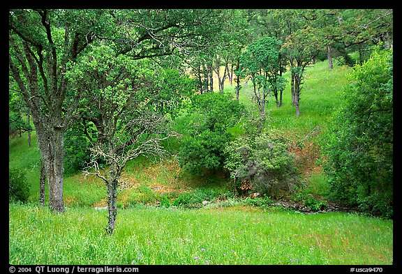 Meadow with flowers,  creek, and trees in spring, Mt Diablo State Park. California, USA