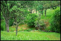 Meadow with flowers,  creek, and trees in spring, Mt Diablo State Park. California, USA