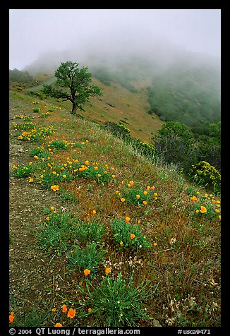 Poppies and fog near the summit, Mt Diablo State Park. California, USA