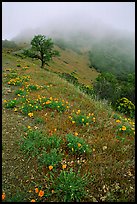 Poppies and fog near the summit, Mt Diablo State Park. California, USA (color)
