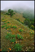 Poppies and fog near the summit, Mt Diablo State Park. California, USA (color)