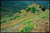 Poppies and ridge, Mt Diablo State Park. California, USA (color)