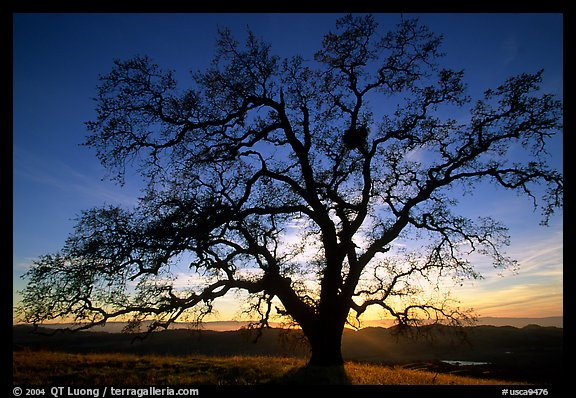 Old Oak tree profiled at sunset, Joseph Grant County Park. San Jose, California, USA (color)