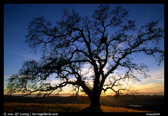 Old Oak tree profiled at sunset, Joseph Grant County Park. San Jose, California, USA