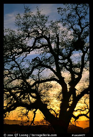 Old Oak tree silhouette at sunset, Joseph Grant County Park. San Jose, California, USA (color)