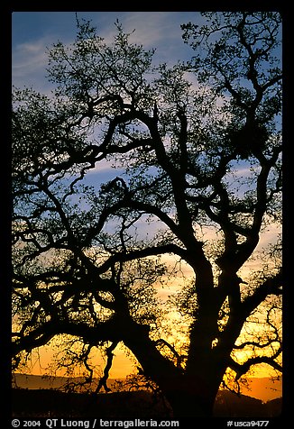 Old Oak tree silhouette at sunset, Joseph Grant County Park. San Jose, California, USA