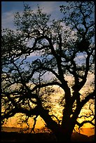 Old Oak tree silhouette at sunset, Joseph Grant County Park. San Jose, California, USA (color)