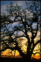 Old Oak tree silhouette at sunset, Joseph Grant County Park. San Jose, California, USA (color)