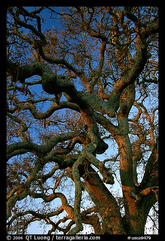 Branches of Old Oak tree  at sunset, Joseph Grant County Park. San Jose, California, USA