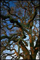 Branches of Old Oak tree  at sunset, Joseph Grant County Park. San Jose, California, USA