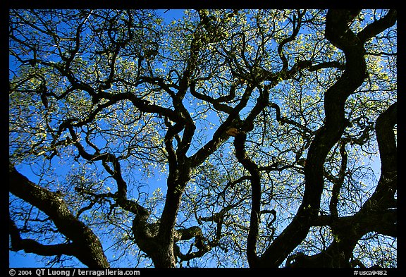 Oak tree in spring. Menlo Park,  California, USA