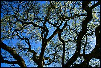 Oak tree in spring. Menlo Park,  California, USA ( color)